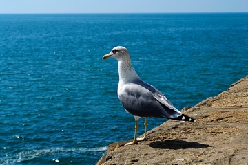 Gaviota en Cádiz.