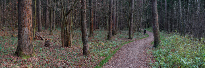 Obraz premium Panoramic view of the pine forest in autumn. The path goes deep into the forest