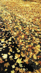 Autumn tree leaves yellow