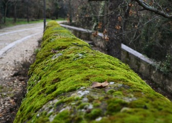 Musgo sobre roca.
