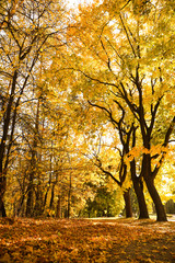 Beautiful trees with bright leaves in park. Autumn season
