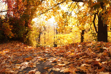 Obraz premium Beautiful trees with bright leaves in park. Autumn season