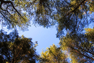 The blue sky above the pines