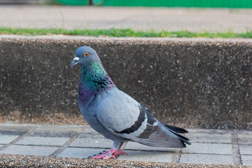 pigeon on a background
