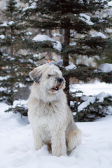 Long-haired South Russian Shepherd Dog on a walk in a winter park with fir trees.