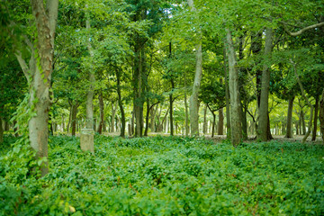 Obraz premium 오사카공원