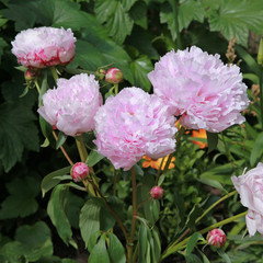 Pivoine rose