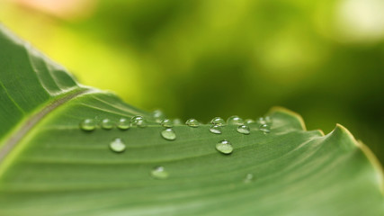 Gouttes d'eau sur une feuille de bananier