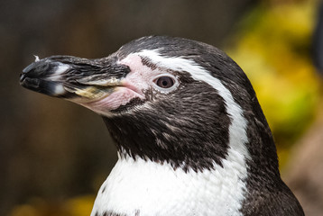 Pinguin