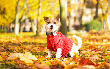 Funny dog Jack Russell Terrier sitting in the leaves in the park on a fall day. An animal in a...
