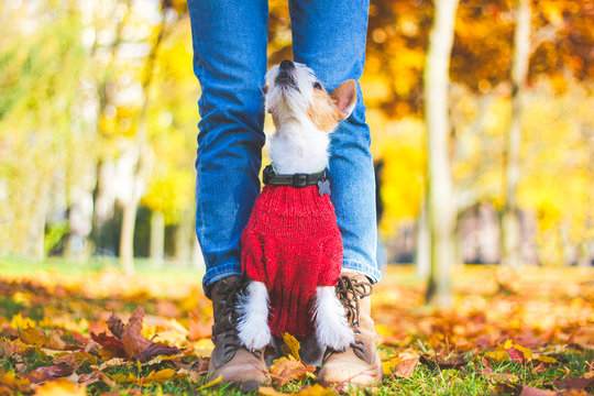 Funny dog Jack Russell Terrier sitting at the feet of a man in the park. Happy, woman legs in boots, a dog is sitting next to the owner on an autumn day. Animal, pet in a sweater, outdoors or outside