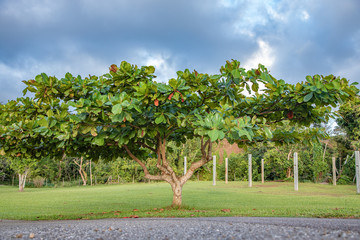 Fototapeta na wymiar Tree in Orocovis, Puerto Rico. Arbol en Orocovis, Puerto Rico. L