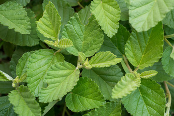 Selective focus of green leaves.