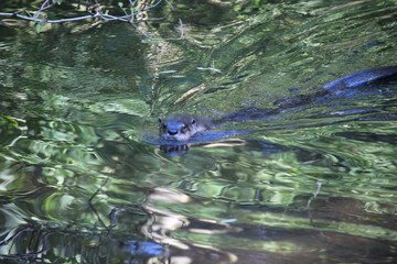 Otter im Wasser schwimmend