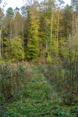 Wiederaufforstung im Mischwald