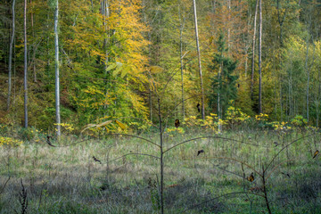 Wiederaufforstung im Mischwald