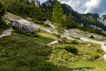 Vršič pass, Slovenia, Julian Alps