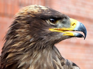 Steppenadler