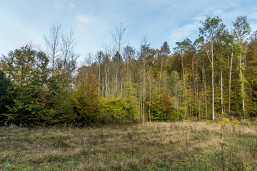 Obraz premium Wiederaufforstung im Mischwald