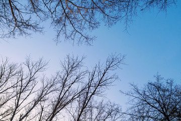 Silhouettes of bare tree branches on background blue sky