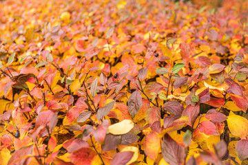 Branches with orange, green and yellow leaves in the autumn park.