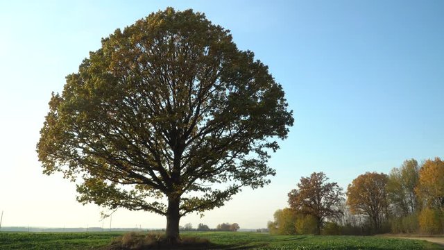 Impressive landscape with a big oak tree foliage in the autumn season. Symbol of Latvia folk.