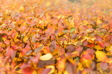 Branches with orange, green and yellow leaves in the autumn park.