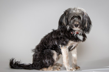 Young dog standing for the photographer