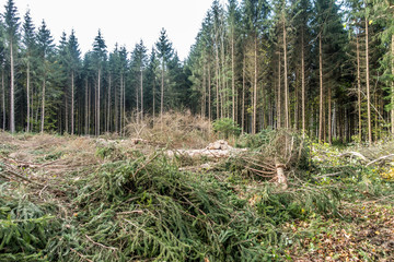 Rodung und Wiederaufforstung im Nadelwald