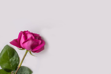 Delicate pink rose with green leaves on a white background.