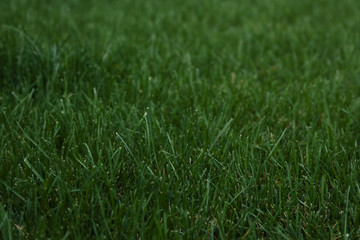 Beautiful green grass on whole background, space for text