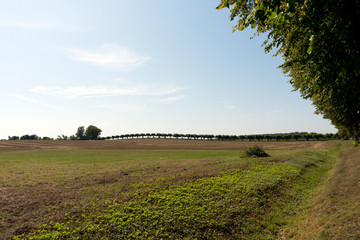 Fototapeta premium Feston Avenue at Bothmer Castle near Boltenhagen, Baltic Sea, Mecklenburg Western Pomerania, Germany, Europe