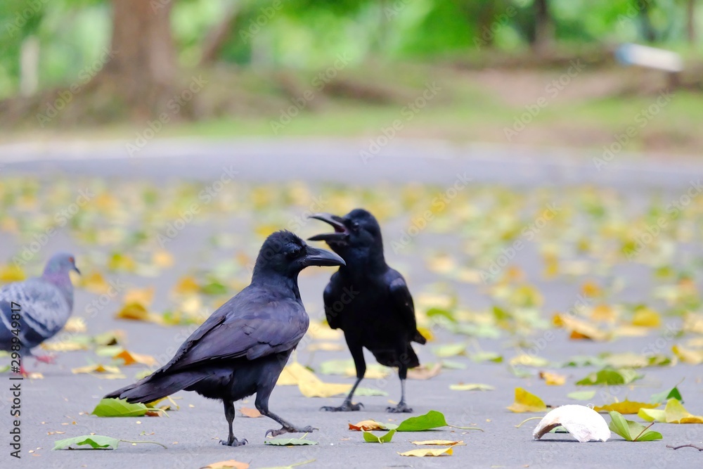 Wall mural in selective fucus black crows standing on the park road and finding some trash to eat on the ground