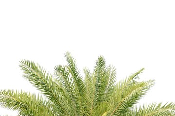 Palm leaves on white isolated background for green foliage backdrop