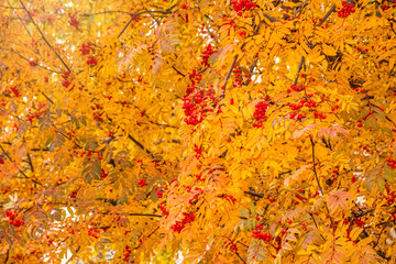 Red rowan berries in the autumn on branches with yellow leaves.