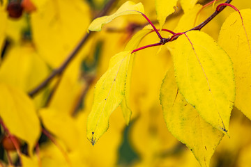 Branches with leaves in the autumn park.