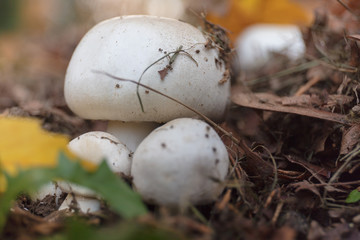 Meadow mushrooms
