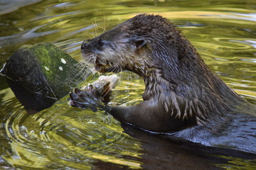 Otter im Wasser frisst Fisch
