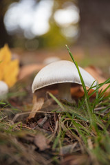 Meadow mushrooms