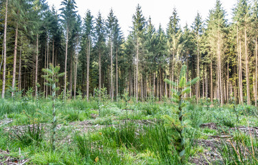 Rodung und Wiederaufforstung im Nadelwald