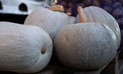 Pumpkin on the counter for sale.