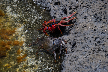 Los Charcones area with beautiful green and blue pools of sea water