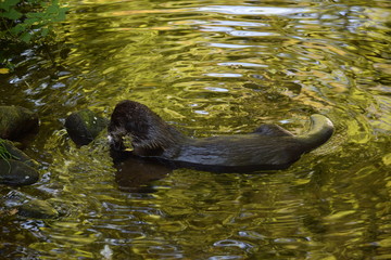 Otter im Wasser Fisch fressend