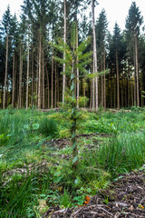 Rodung und Wiederaufforstung im Nadelwald