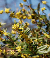 (Berberis vulgaris) Inflorescence jaune en grappes, parfumée et mellifère, sur des rameaux épineux garnis de feuilles dentelées de l'épine-vinette ou vinettier