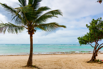 Obraz na płótnie Canvas Palm tree under a cloudy sky in Guadeloupe