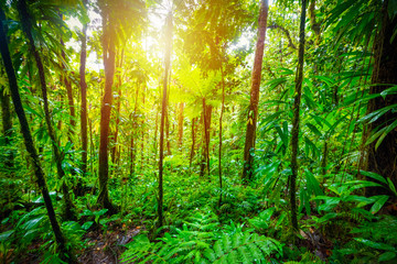 Green plants in Basse Terre jungle in Guadeloupe