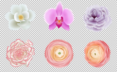 set isolated colorful flowers: white magnolia, pink orchid, violet peony, carnation and peachy ranunculus