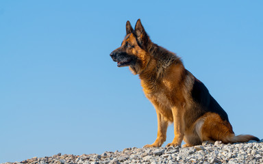 German shepherd. service dog. friend of human