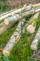Rodung und Wiederaufforstung im Nadelwald